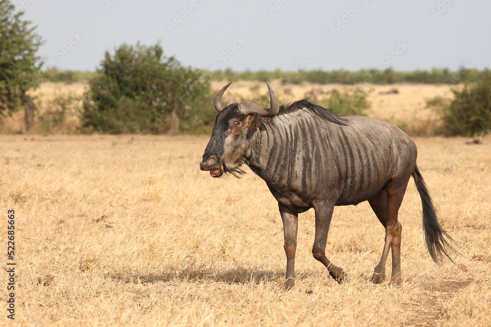 Streifengnu / Blue wildebeest / Connochaetes taurinus Streifengnu / Blue wildebeest / Connochaetes taurinus