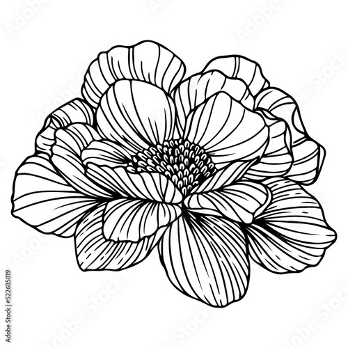 Flower line art  flora clipart.