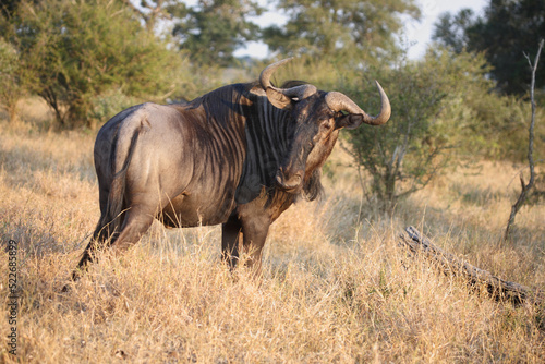 Streifengnu   Blue wildebeest   Connochaetes taurinus