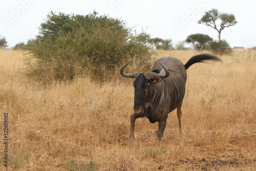 Streifengnu   Blue wildebeest   Connochaetes taurinus