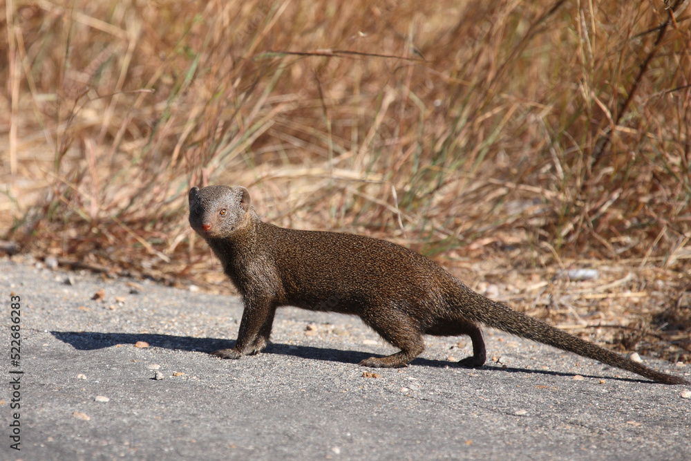 Südliche Zwergmanguste / Dwarf mongoose / Helogale parvula Südliche Zwergmanguste / Dwarf mongoose / Helogale parvula