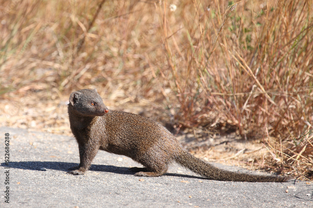 Südliche Zwergmanguste / Dwarf mongoose / Helogale parvula Südliche Zwergmanguste / Dwarf mongoose / Helogale parvula
