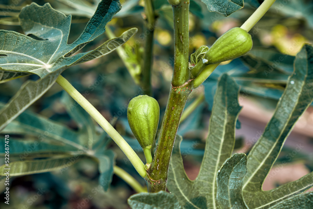Young green figs on the tree.