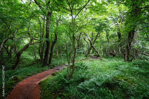 mossy trees and pathway in old forest