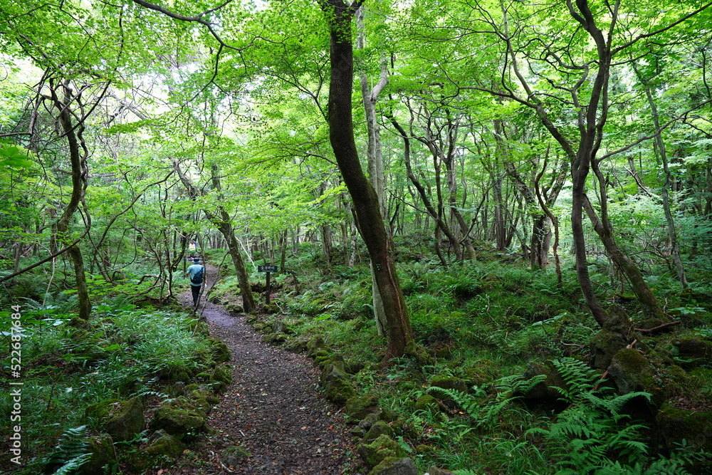 Obraz premium fine path through old trees and vines