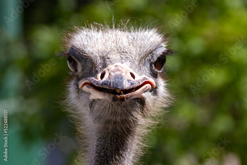 Close-up of an ostrich, aortret. Satisfied and well-fed ostrich