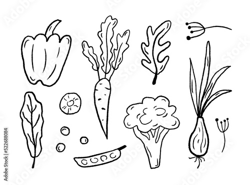 Collection with black outline vegetables on a white background. Doodle clip art. Set of healthy vegan food. Graphic elements for fabric, packaging, clothing. Hand drawn vector illustration