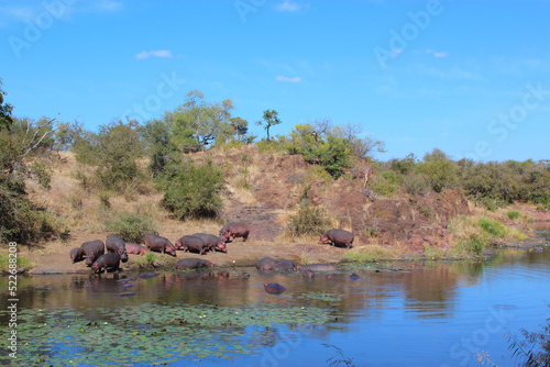 Flußpferd am Sweni River / Hippopotamus at Sweni River / Hippopotamus amphibius.