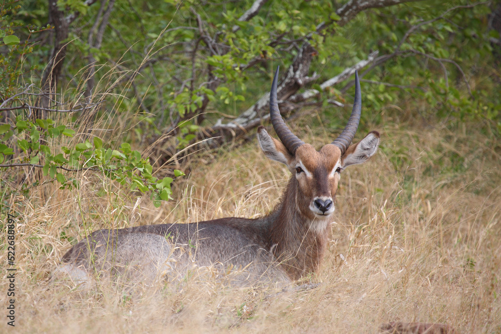 Fototapeta premium Wasserbock / Waterbuck / Kobus ellipsiprymnus