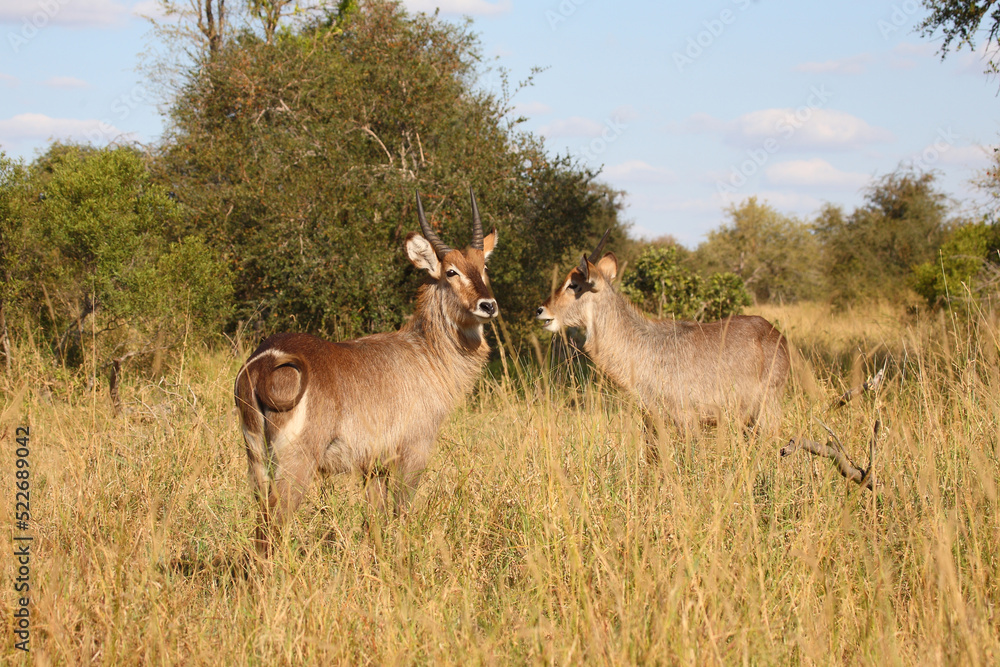 Naklejka premium Wasserbock / Waterbuck / Kobus ellipsiprymnus
