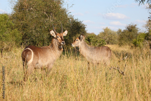 Wasserbock   Waterbuck   Kobus ellipsiprymnus