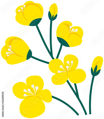Flowering stalk of yellow rape flowers. Wild field grass. Concept of rapeseed oil or garden. Spring blossom element for card design. Delicate flowers with green leaves vector isolated on white