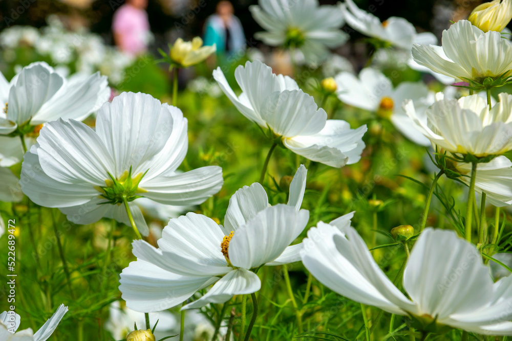 snow-white Cosmea flowers on a green background on a sunny day snow-white Cosmea flowers on a green background on a sunny day