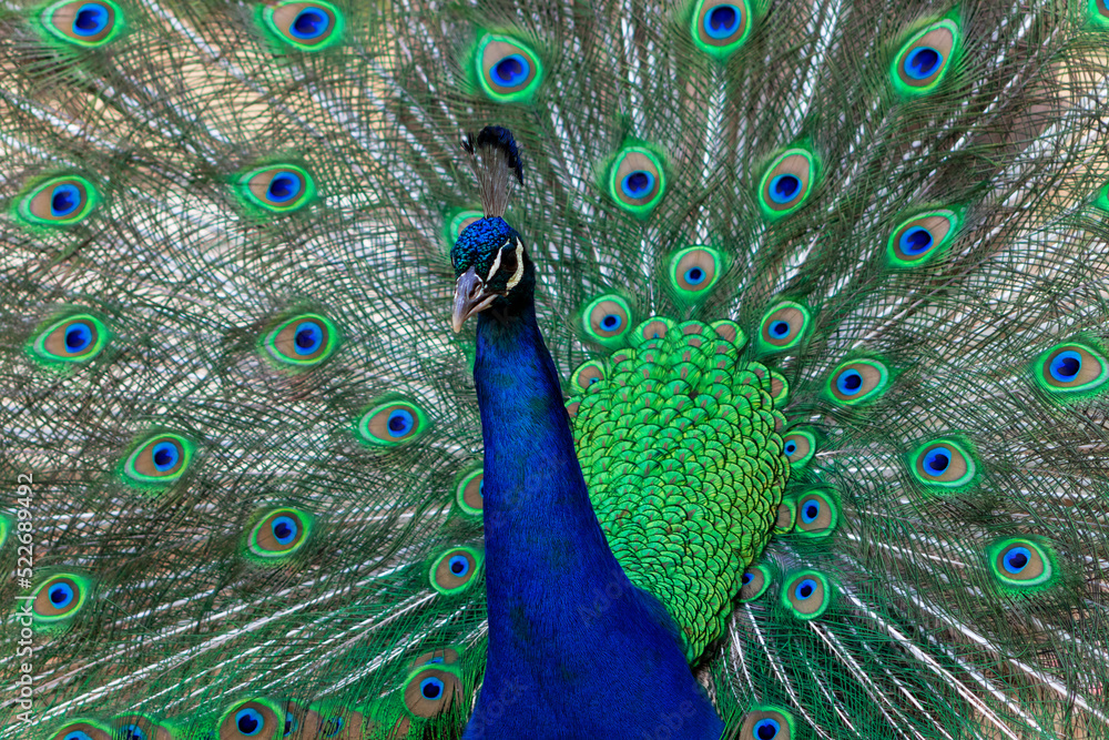 Obraz premium Portrait of beautiful colored male peacock with tail feathers out.