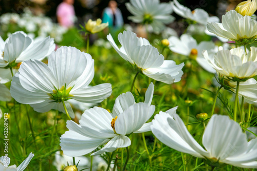 snow-white Cosmea flowers on a green background on a sunny day
