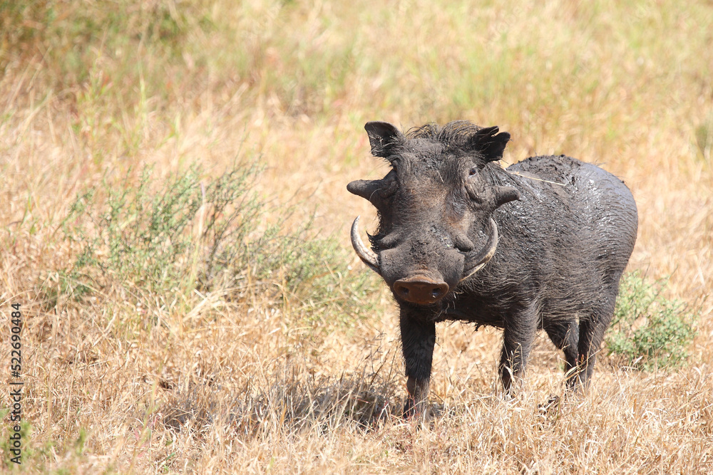 Warzenschwein / Warthog / Phacochoerus africanus Warzenschwein / Warthog / Phacochoerus africanus
