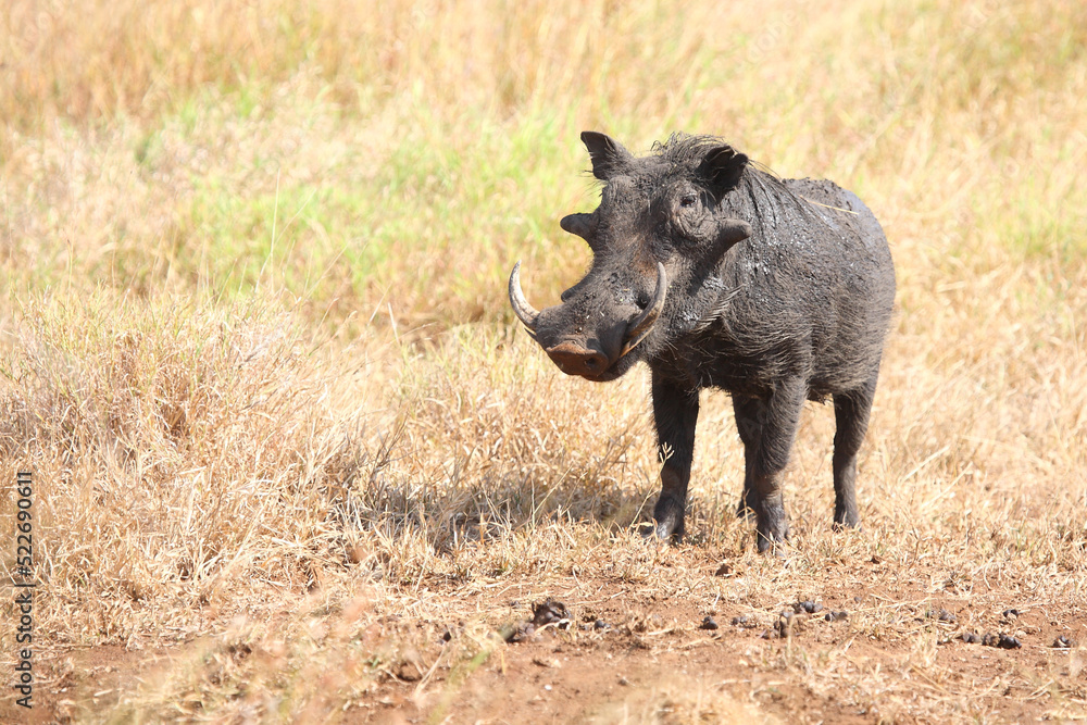 Warzenschwein / Warthog / Phacochoerus africanus Warzenschwein / Warthog / Phacochoerus africanus