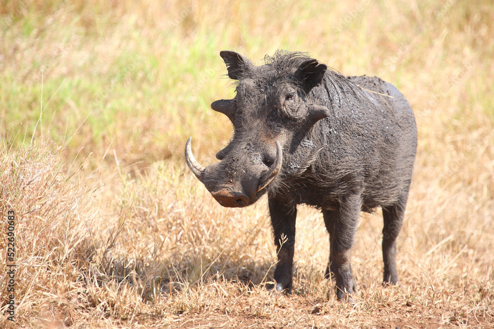 Warzenschwein / Warthog / Phacochoerus africanus Warzenschwein / Warthog / Phacochoerus africanus