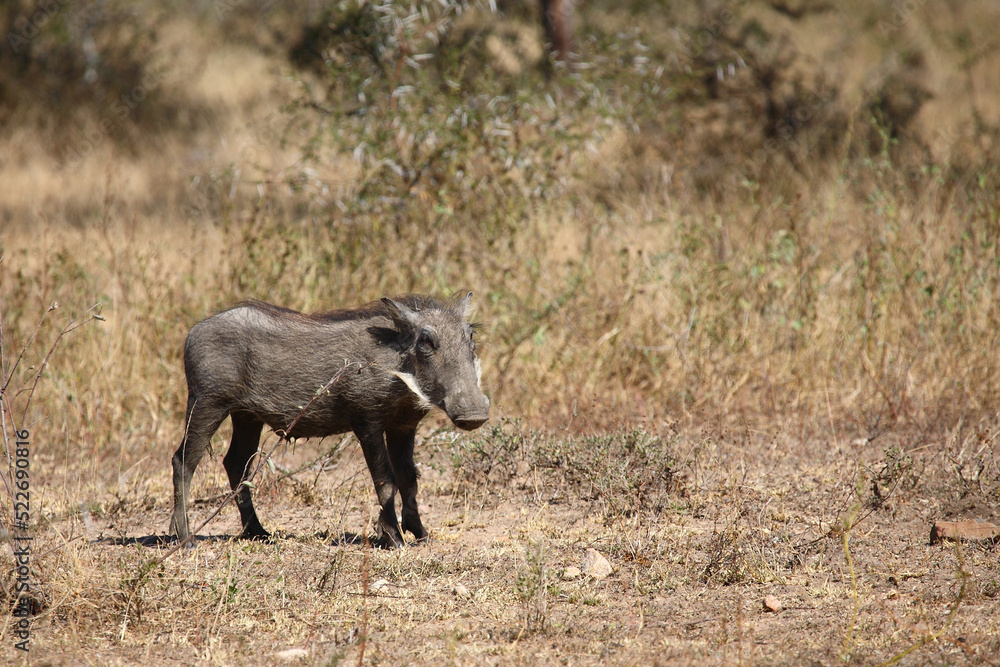 Warzenschwein / Warthog / Phacochoerus africanus Warzenschwein / Warthog / Phacochoerus africanus