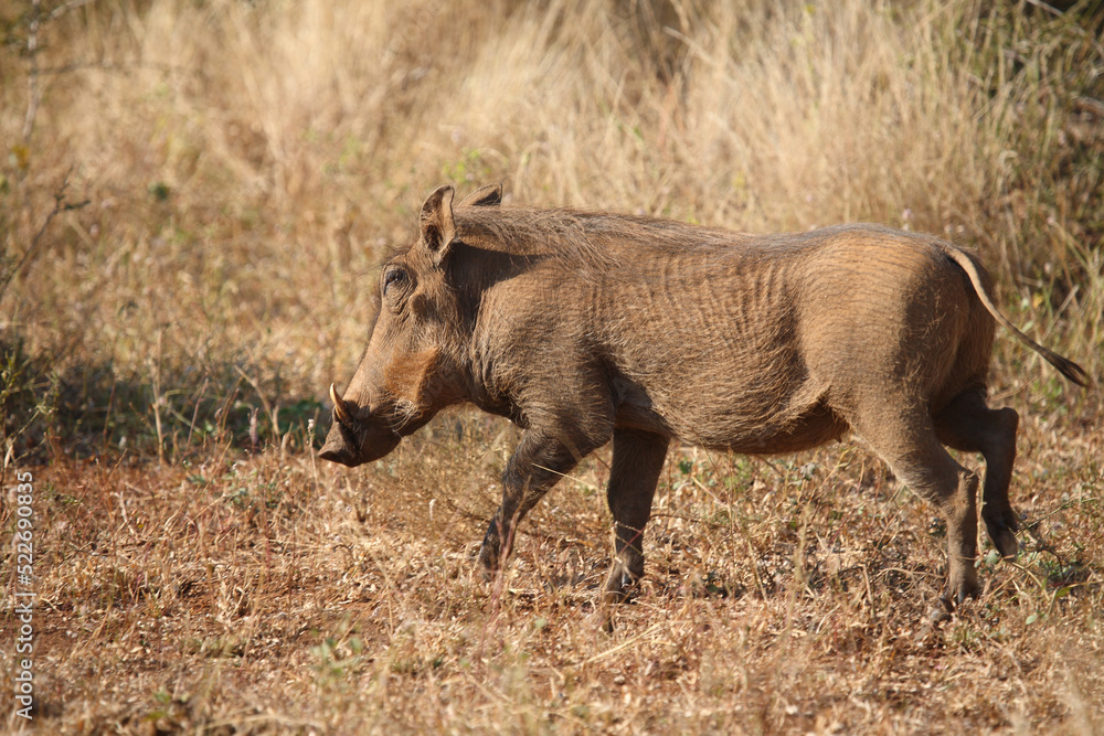 Fototapeta premium Warzenschwein / Warthog / Phacochoerus africanus