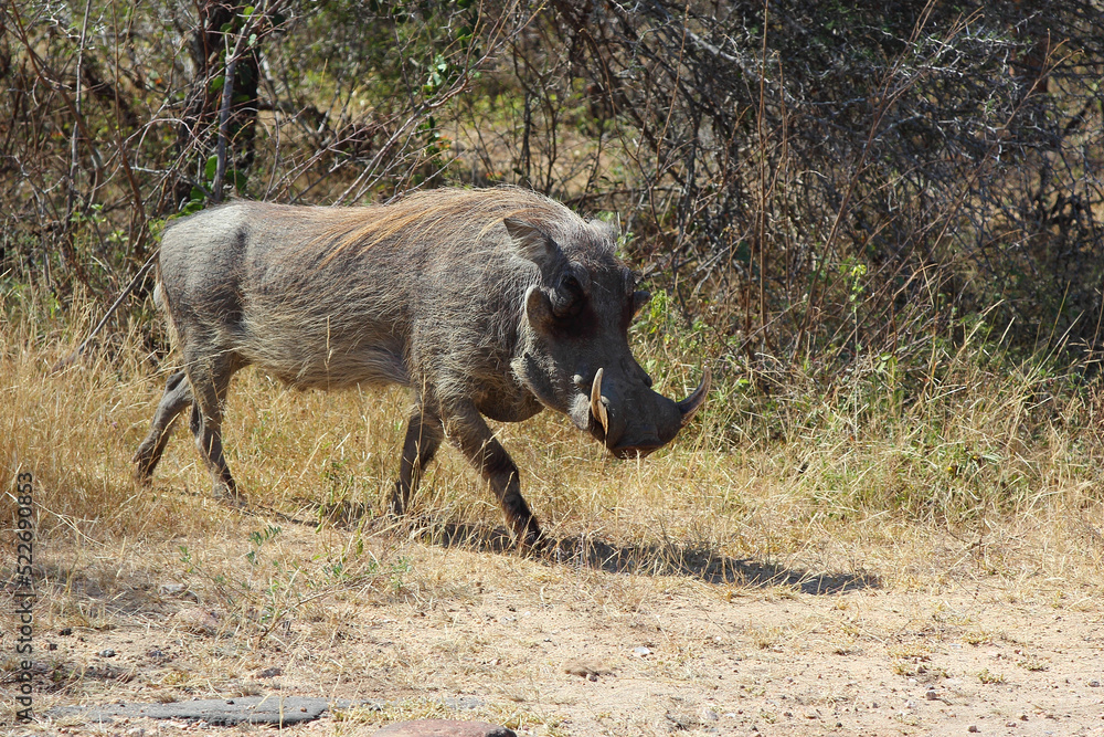 Warzenschwein / Warthog / Phacochoerus africanus Warzenschwein / Warthog / Phacochoerus africanus