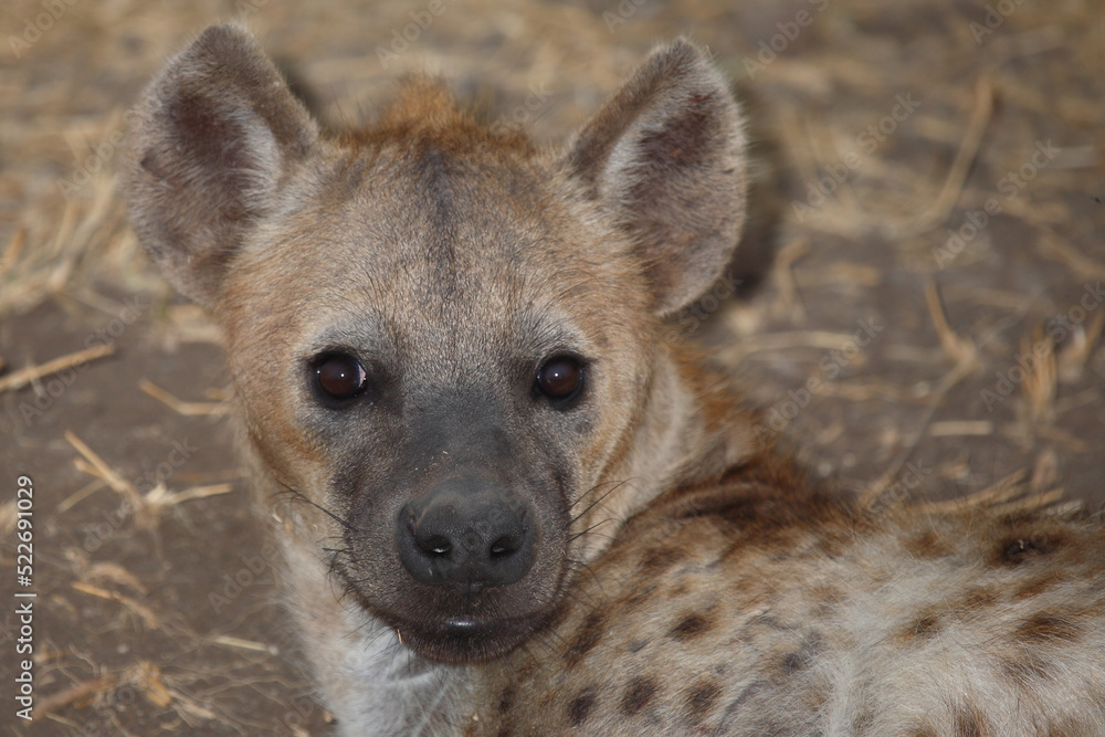 Tüpfelhyäne / Spotted hyaena / Crocuta crocuta... Tüpfelhyäne / Spotted hyaena / Crocuta crocuta...