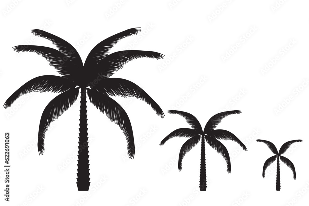 Vector illustration. Palm shadows for design. Palm trees for banner posters. Black palm trees and white background. Straight palm trees. isolated. big and small