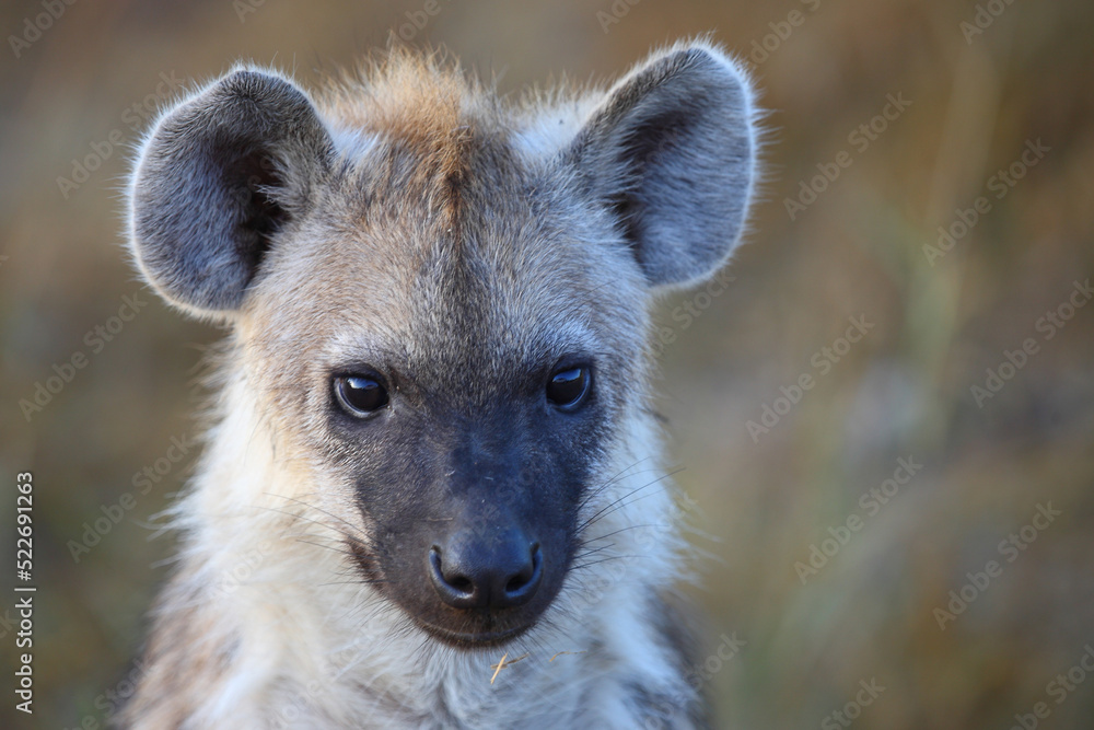 Tüpfelhyäne / Spotted hyaena / Crocuta crocuta... Tüpfelhyäne / Spotted hyaena / Crocuta crocuta...