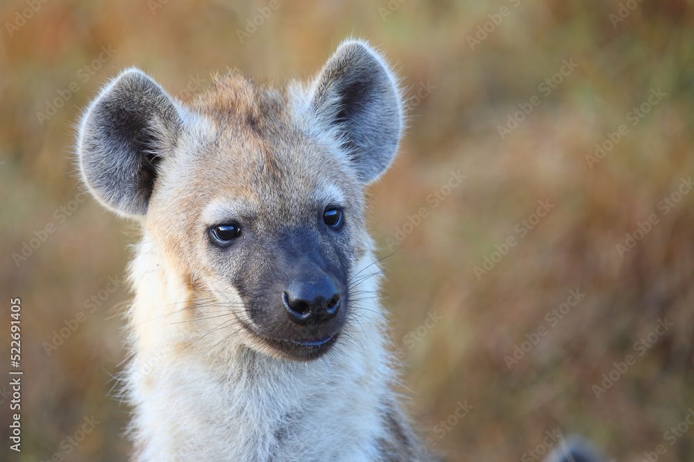 Tüpfelhyäne / Spotted hyaena / Crocuta crocuta... Tüpfelhyäne / Spotted hyaena / Crocuta crocuta...