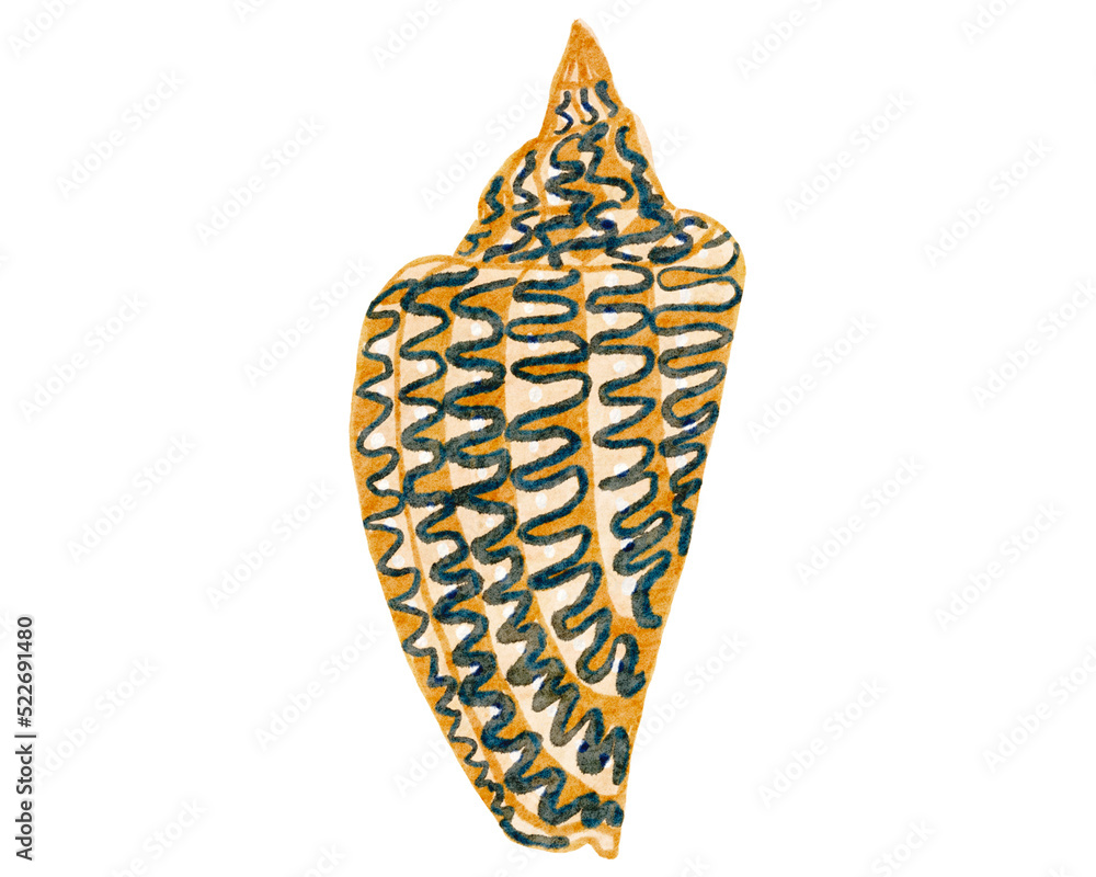 Seashell watercolor with transparent background Seashell watercolor with transparent background