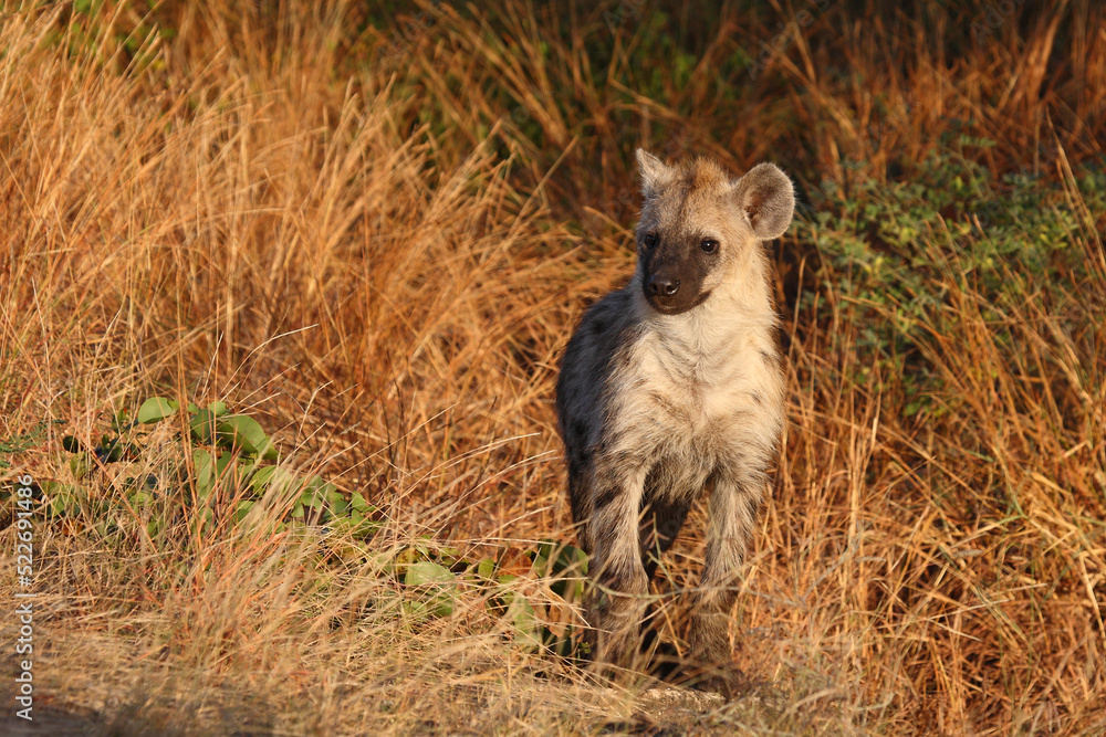 Tüpfelhyäne / Spotted hyaena / Crocuta crocuta... Tüpfelhyäne / Spotted hyaena / Crocuta crocuta...