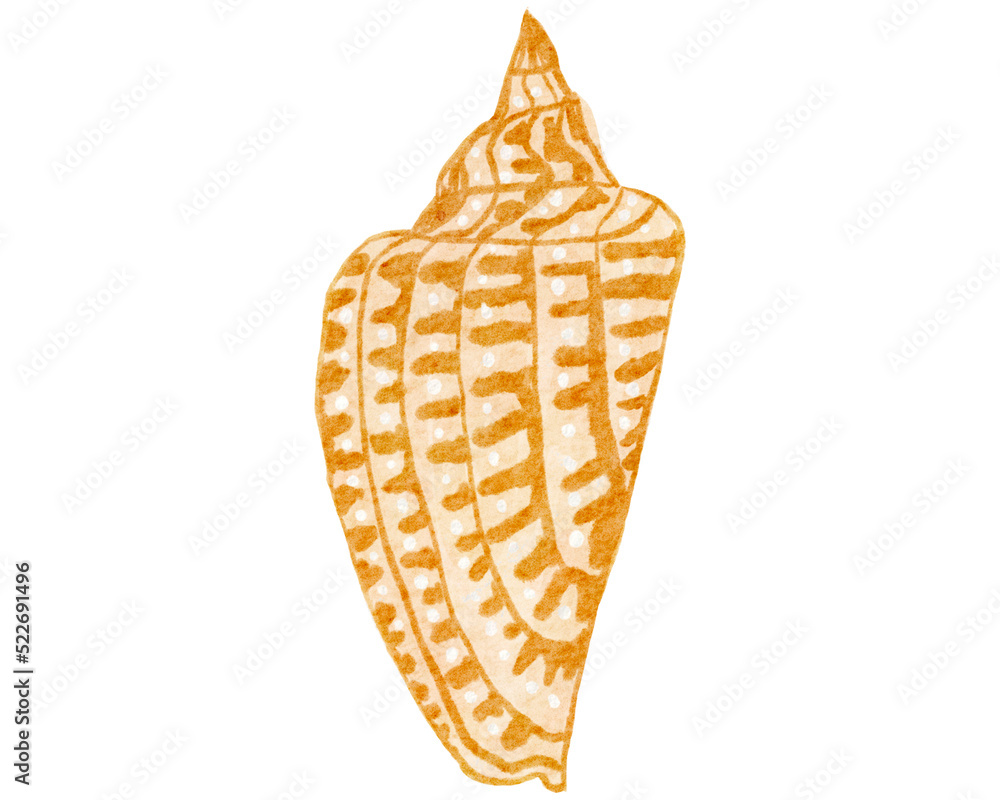 Seashell watercolor with transparent background Seashell watercolor with transparent background