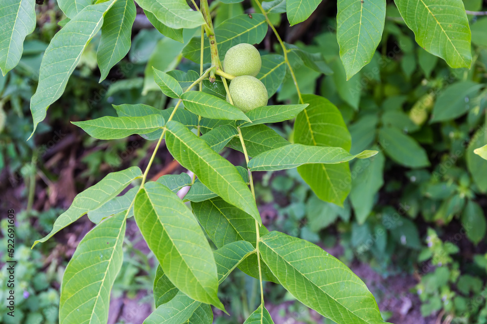 Branch of walnut tree with unripe fruits on blurred background Branch of walnut tree with unripe fruits on blurred background