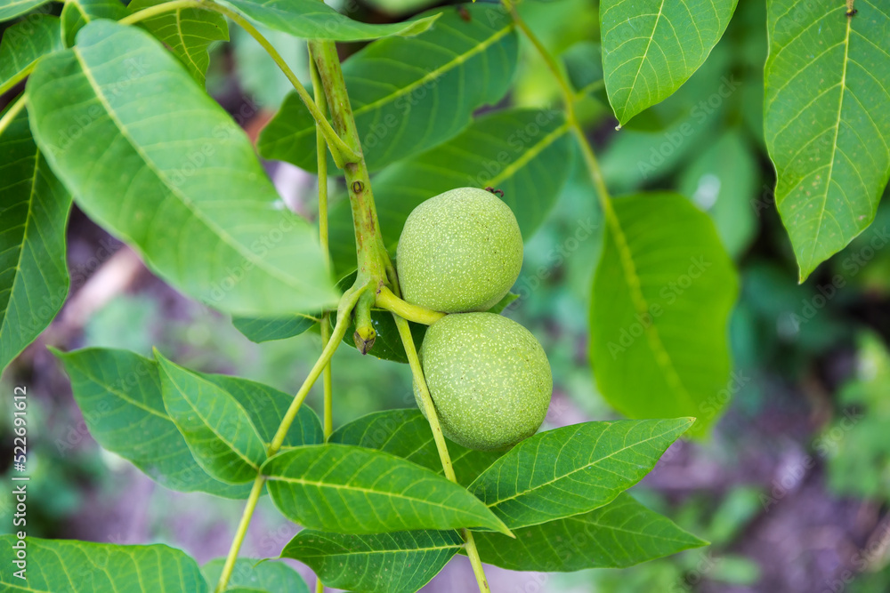 Branch of walnut tree with unripe fruits on blurred background