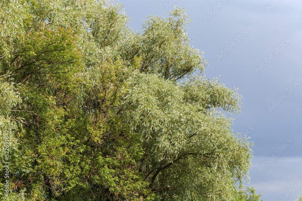 Willows and maples branches against the cloudy sky Willows and maples branches against the cloudy sky
