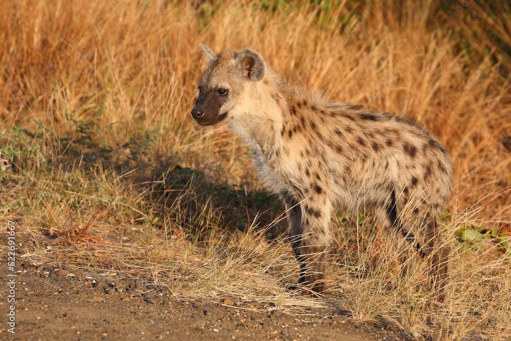 Tüpfelhyäne / Spotted hyaena / Crocuta crocuta... Tüpfelhyäne / Spotted hyaena / Crocuta crocuta...