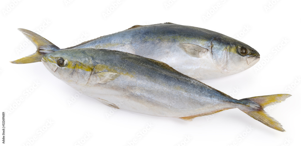 Two frozen carcasses of the yellowtail on a white background