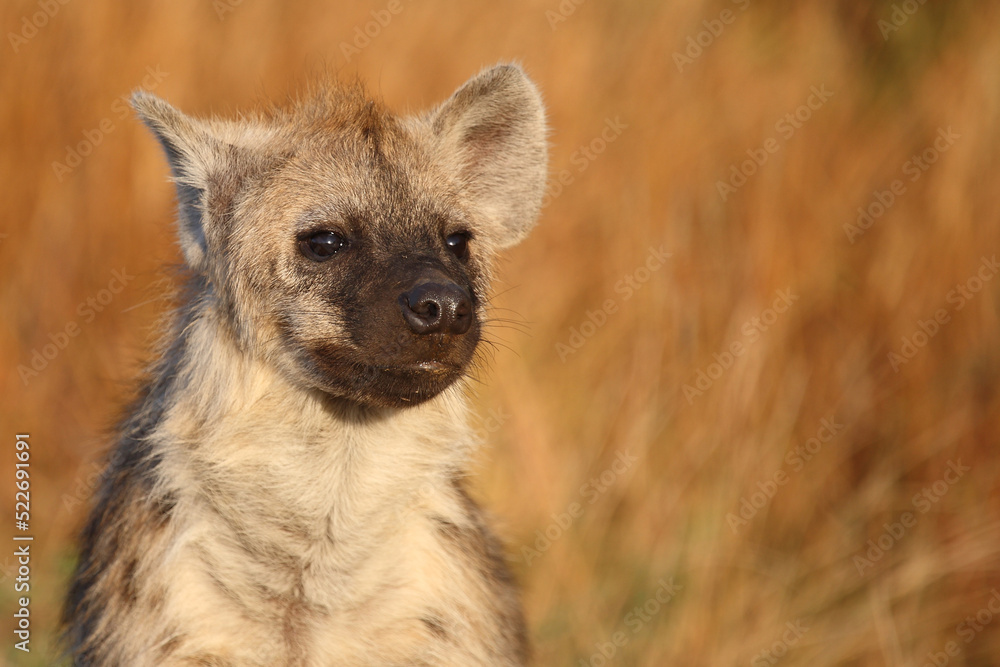 Tüpfelhyäne / Spotted hyaena / Crocuta crocuta... Tüpfelhyäne / Spotted hyaena / Crocuta crocuta...