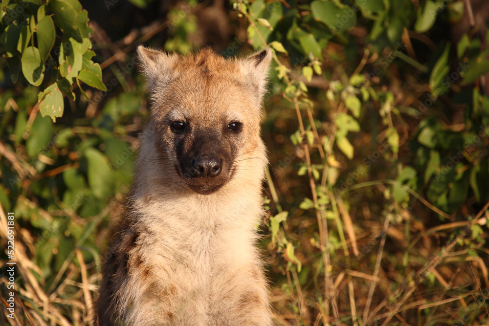 Tüpfelhyäne / Spotted hyaena / Crocuta crocuta... Tüpfelhyäne / Spotted hyaena / Crocuta crocuta...