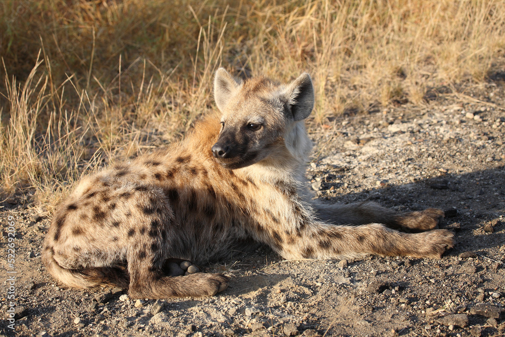 Tüpfelhyäne / Spotted hyaena / Crocuta crocuta... Tüpfelhyäne / Spotted hyaena / Crocuta crocuta...