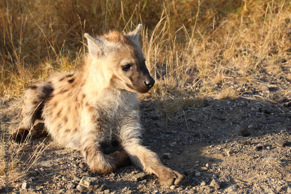 Obraz premium Tüpfelhyäne / Spotted hyaena / Crocuta crocuta...