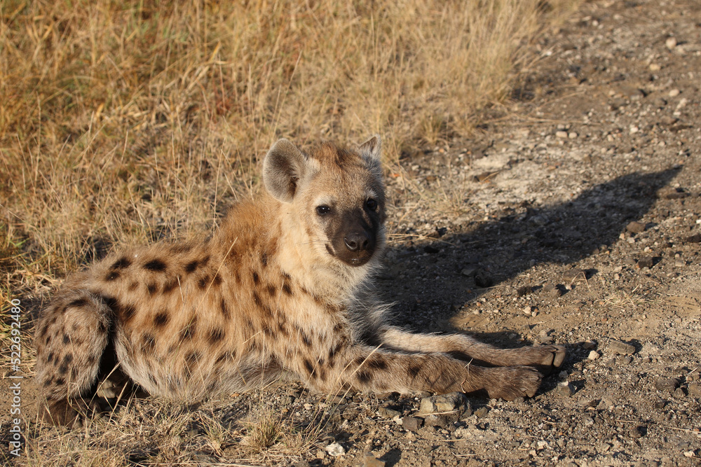 Tüpfelhyäne / Spotted hyaena / Crocuta crocuta...