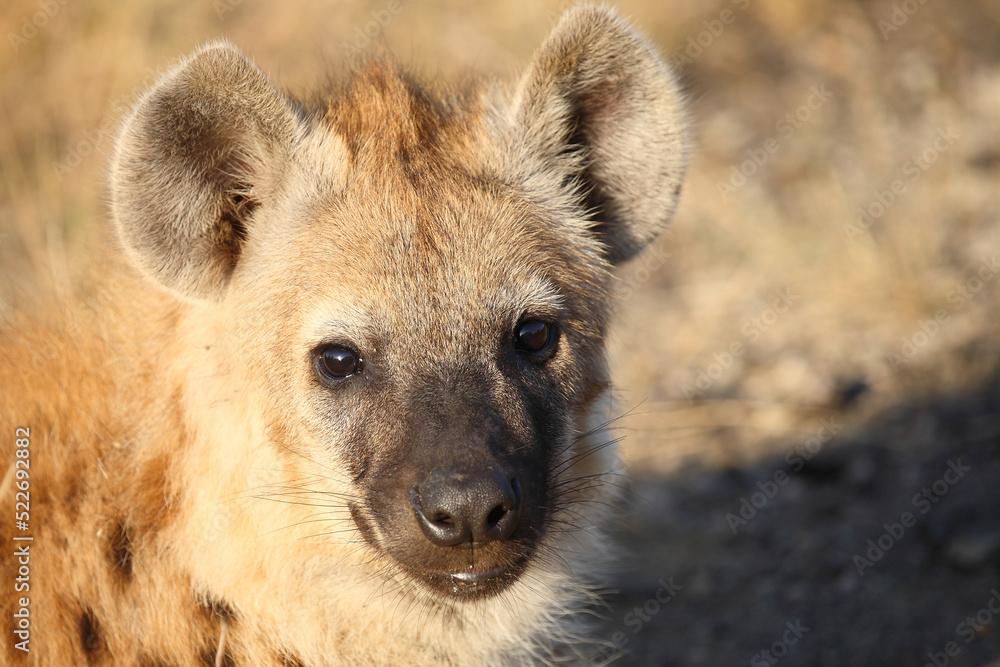 Tüpfelhyäne / Spotted hyaena / Crocuta crocuta... Tüpfelhyäne / Spotted hyaena / Crocuta crocuta...