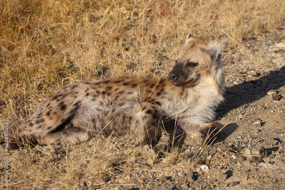 Tüpfelhyäne / Spotted hyaena / Crocuta crocuta... Tüpfelhyäne / Spotted hyaena / Crocuta crocuta...