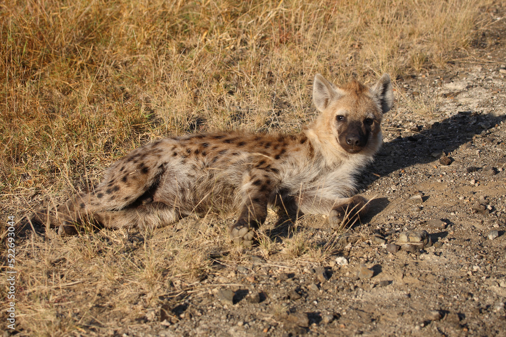 Tüpfelhyäne / Spotted hyaena / Crocuta crocuta... Tüpfelhyäne / Spotted hyaena / Crocuta crocuta...