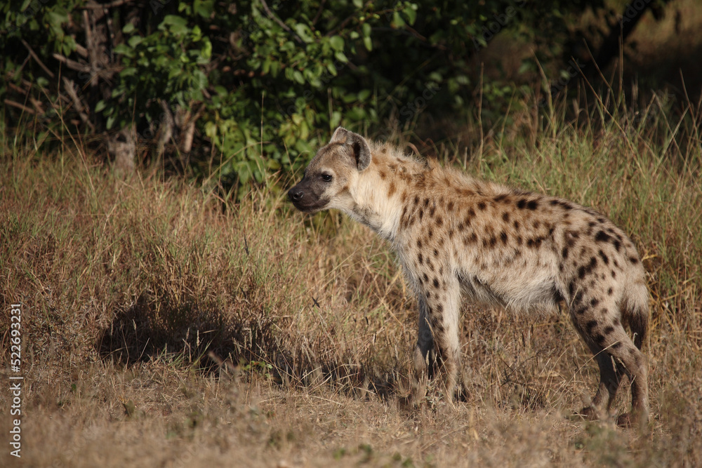 Tüpfelhyäne / Spotted hyaena / Crocuta crocuta... Tüpfelhyäne / Spotted hyaena / Crocuta crocuta...