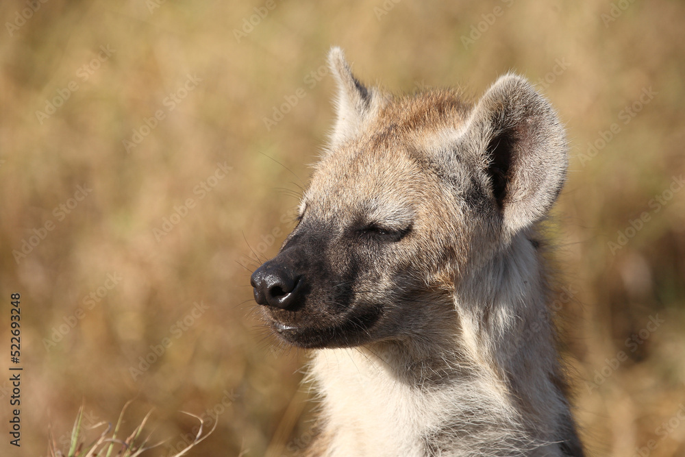 Tüpfelhyäne / Spotted hyaena / Crocuta crocuta... Tüpfelhyäne / Spotted hyaena / Crocuta crocuta...