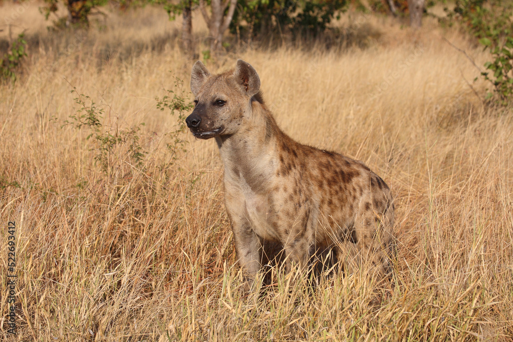 Tüpfelhyäne / Spotted hyaena / Crocuta crocuta... Tüpfelhyäne / Spotted hyaena / Crocuta crocuta...