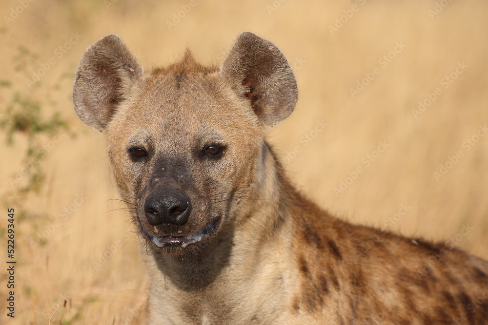 Tüpfelhyäne / Spotted hyaena / Crocuta crocuta... Tüpfelhyäne / Spotted hyaena / Crocuta crocuta...