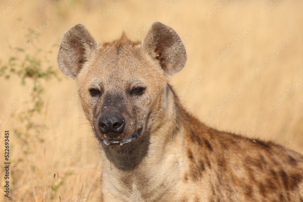 Tüpfelhyäne / Spotted hyaena / Crocuta crocuta... Tüpfelhyäne / Spotted hyaena / Crocuta crocuta...